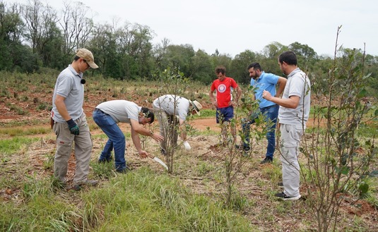 Imagen de El equipo técnico del INYM brinda asesoramiento para recuperar yerbales afectados por eventos del clima