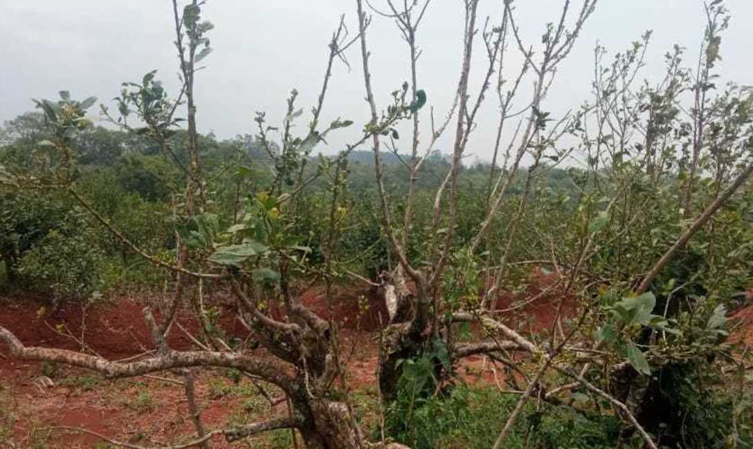 Imagen de El equipo técnico del INYM brinda asesoramiento para recuperar yerbales afectados por eventos del clima Imagen de El equipo técnico del INYM brinda asesoramiento para recuperar yerbales afectados por eventos del clima