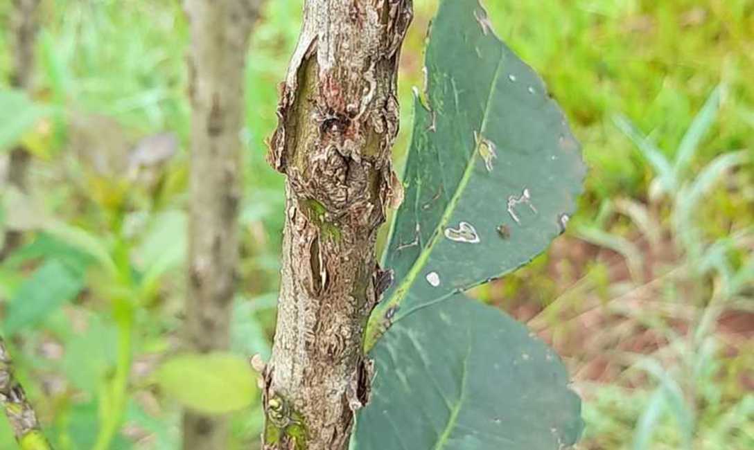 Imagen de El equipo técnico del INYM brinda asesoramiento para recuperar yerbales afectados por eventos del clima Imagen de El equipo técnico del INYM brinda asesoramiento para recuperar yerbales afectados por eventos del clima