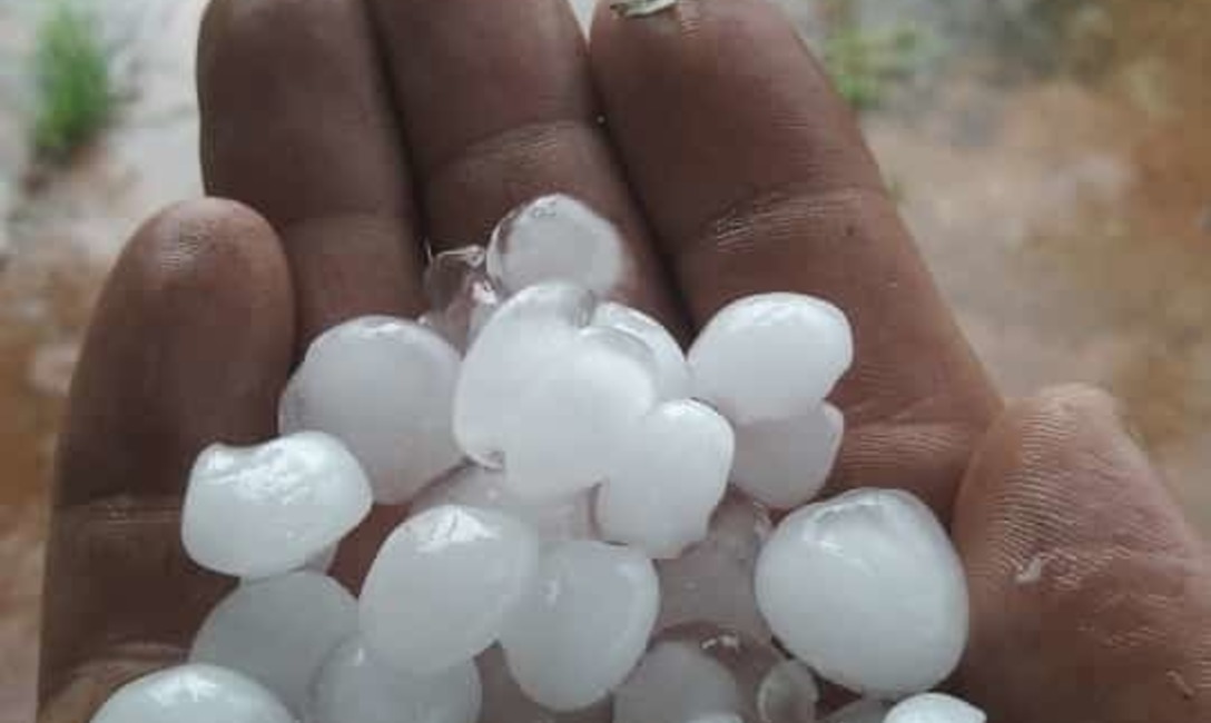 Imagen de El equipo técnico del INYM brinda asesoramiento para recuperar yerbales afectados por eventos del clima Imagen de El equipo técnico del INYM brinda asesoramiento para recuperar yerbales afectados por eventos del clima