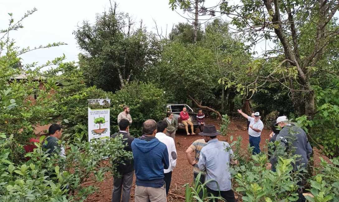 Imagen de El equipo técnico del INYM brinda asesoramiento para recuperar yerbales afectados por eventos del clima Imagen de El equipo técnico del INYM brinda asesoramiento para recuperar yerbales afectados por eventos del clima