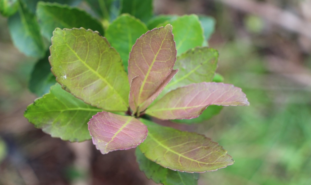 Imagen de Presentación de la revisión y actualización del Plan Estratégico yerbatero Imagen de Presentación de la revisión y actualización del Plan Estratégico yerbatero