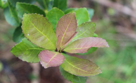 Imagen de Presentación de la revisión y actualización del Plan Estratégico yerbatero
