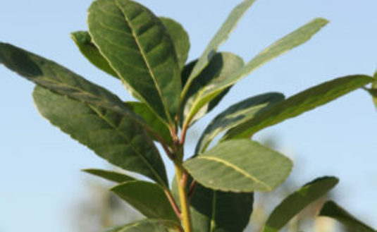 Imagen de Directores del Sector Productivo del INYM invitaron a las asociaciones de la producción para una reunión informativa este martes