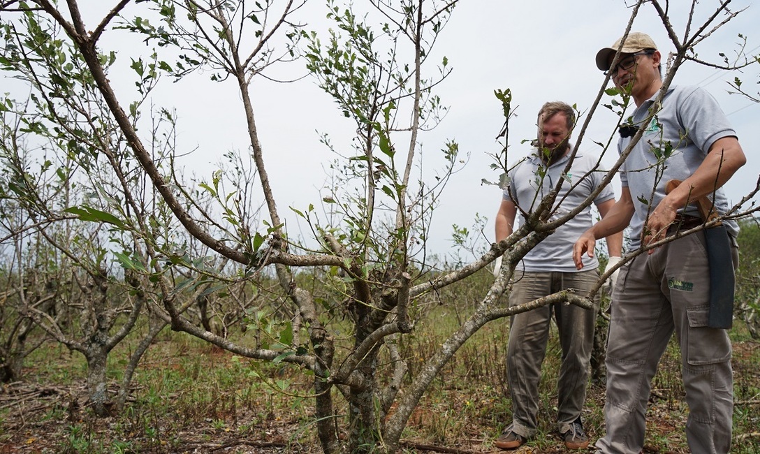 Imagen de El Área Técnica del INYM desarrolló una intensa actividad de apoyo al sector yerbatero Imagen de El Área Técnica del INYM desarrolló una intensa actividad de apoyo al sector yerbatero