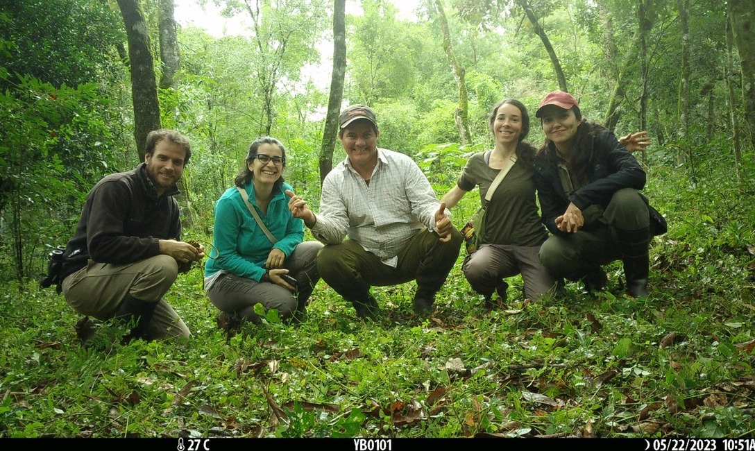 Imagen de Para afianzar la producción agroecológica, el INYM estudia si mamíferos utilizan los yerbales como corredores entre áreas de selva Imagen de Para afianzar la producción agroecológica, el INYM estudia si mamíferos utilizan los yerbales como corredores entre áreas de selva