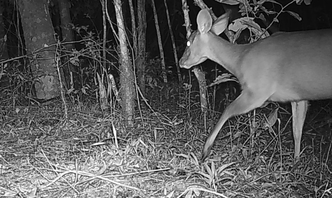 Imagen de Para afianzar la producción agroecológica, el INYM estudia si mamíferos utilizan los yerbales como corredores entre áreas de selva Imagen de Para afianzar la producción agroecológica, el INYM estudia si mamíferos utilizan los yerbales como corredores entre áreas de selva