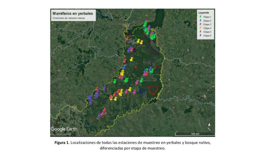 Imagen de Para afianzar la producción agroecológica, el INYM estudia si mamíferos utilizan los yerbales como corredores entre áreas de selva Imagen de Para afianzar la producción agroecológica, el INYM estudia si mamíferos utilizan los yerbales como corredores entre áreas de selva