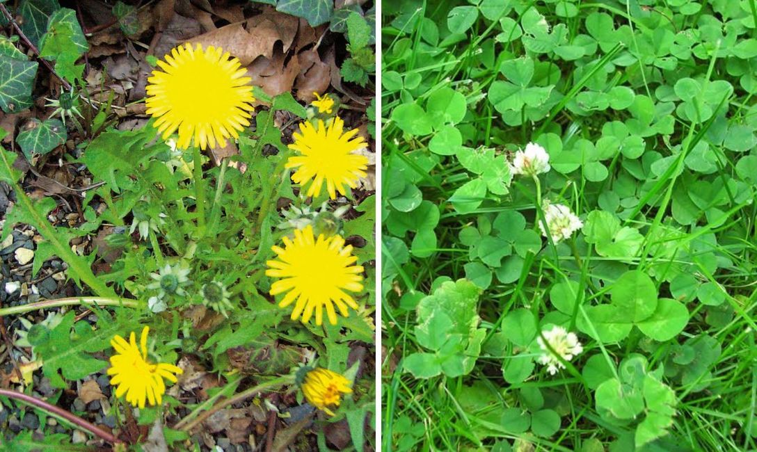 Diente de Le&oacute;n y Tr&eacute;bol, indican buenas condiciones del suelo para plantar.