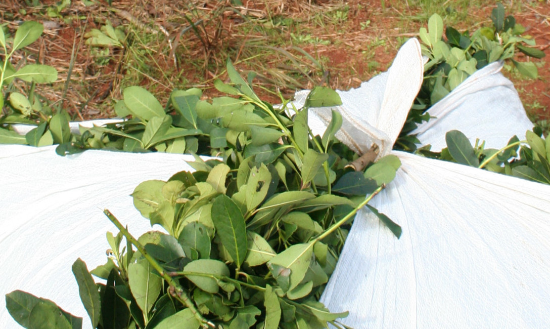 Imagen de A partir de febrero, los molineros, molineros fraccionadores y exportadores tendrán 30 días para el depósito de la Tarifa Sustitutiva. Imagen de A partir de febrero, los molineros, molineros fraccionadores y exportadores tendrán 30 días para el depósito de la Tarifa Sustitutiva.