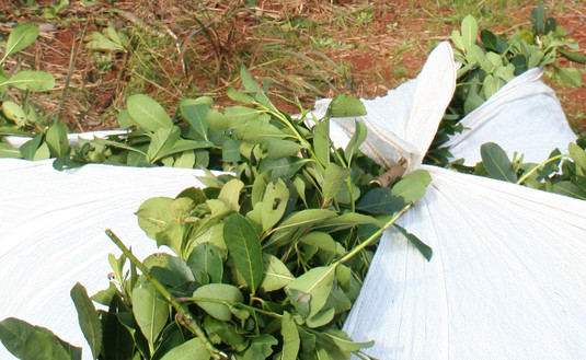 Imagen de A partir de febrero, los molineros, molineros fraccionadores y exportadores tendrán 30 días para el depósito de la Tarifa Sustitutiva.