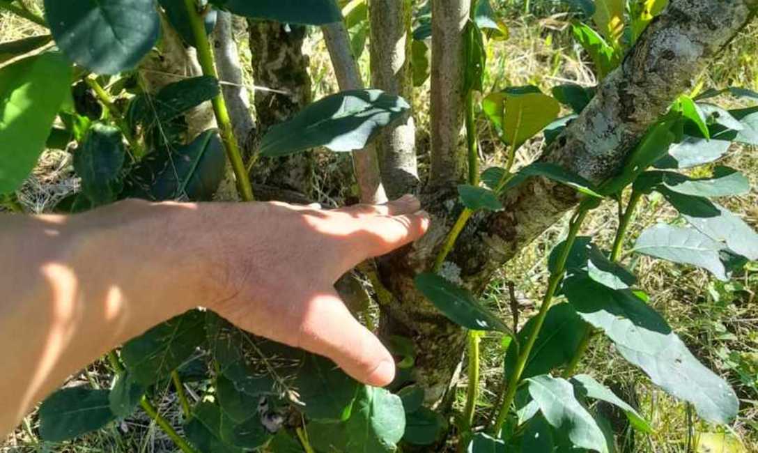 Imagen de Siguiendo técnicas del INYM, productores afectados por granizo recuperan yerbales Imagen de Siguiendo técnicas del INYM, productores afectados por granizo recuperan yerbales