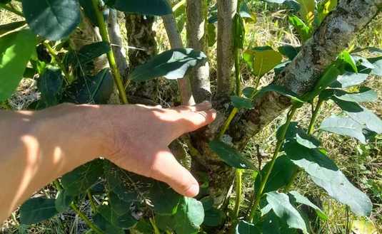 Imagen de Siguiendo técnicas del INYM, productores afectados por granizo recuperan yerbales