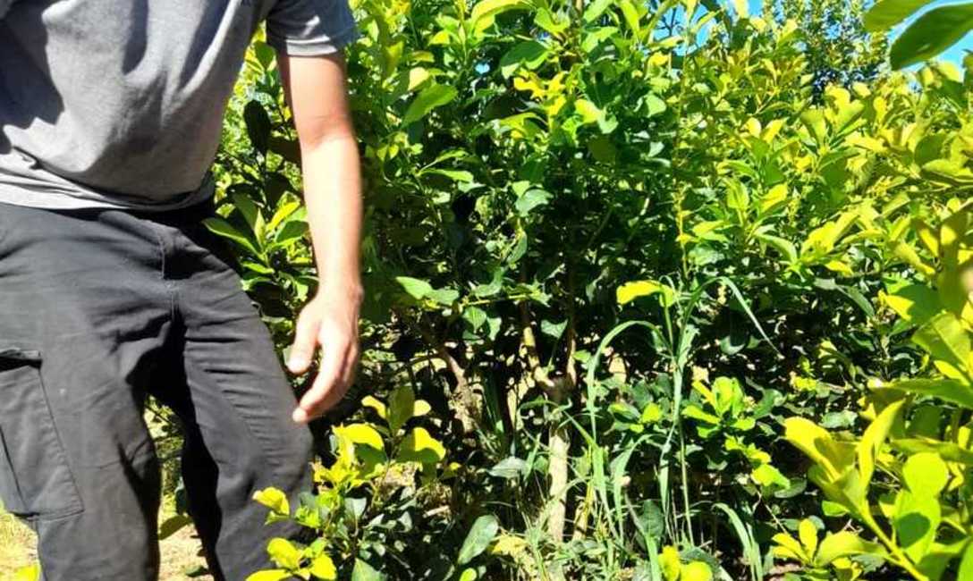 Imagen de Siguiendo técnicas del INYM, productores afectados por granizo recuperan yerbales Imagen de Siguiendo técnicas del INYM, productores afectados por granizo recuperan yerbales