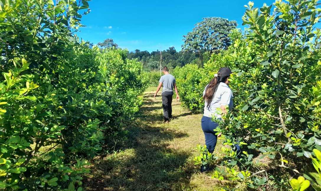 Imagen de Siguiendo técnicas del INYM, productores afectados por granizo recuperan yerbales Imagen de Siguiendo técnicas del INYM, productores afectados por granizo recuperan yerbales