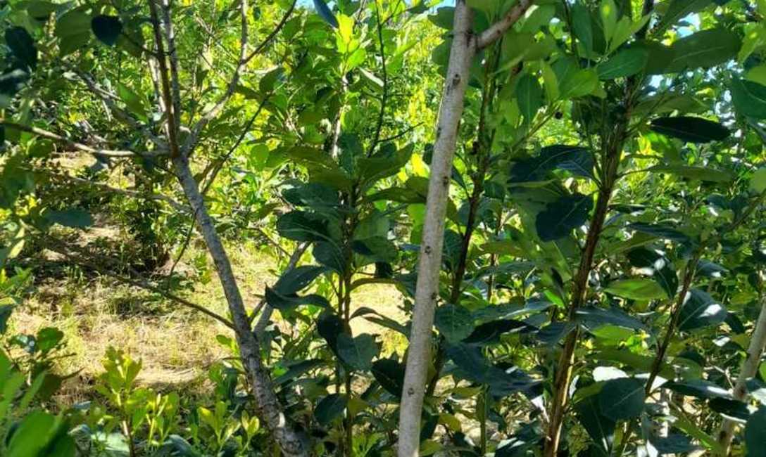 Imagen de Siguiendo técnicas del INYM, productores afectados por granizo recuperan yerbales Imagen de Siguiendo técnicas del INYM, productores afectados por granizo recuperan yerbales