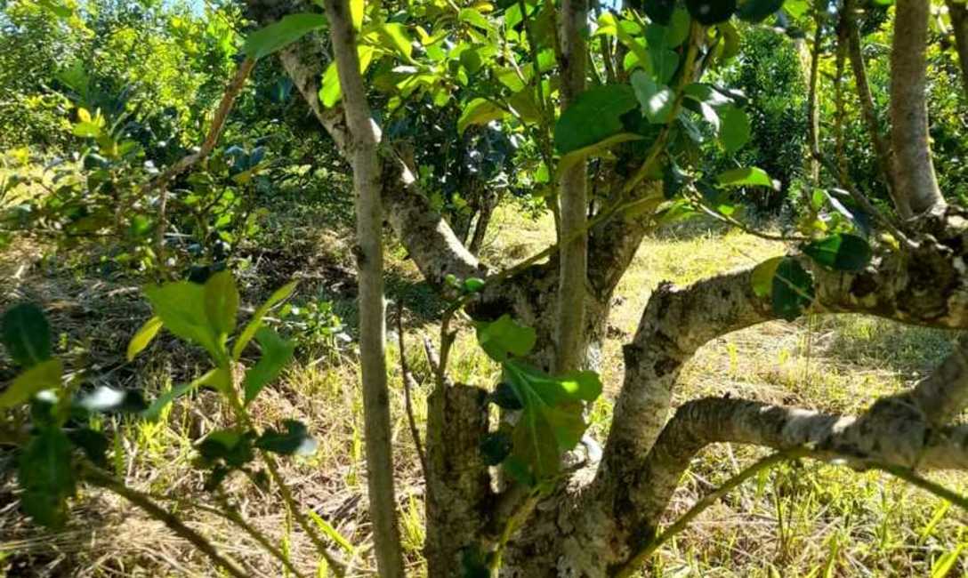 Imagen de Siguiendo técnicas del INYM, productores afectados por granizo recuperan yerbales Imagen de Siguiendo técnicas del INYM, productores afectados por granizo recuperan yerbales
