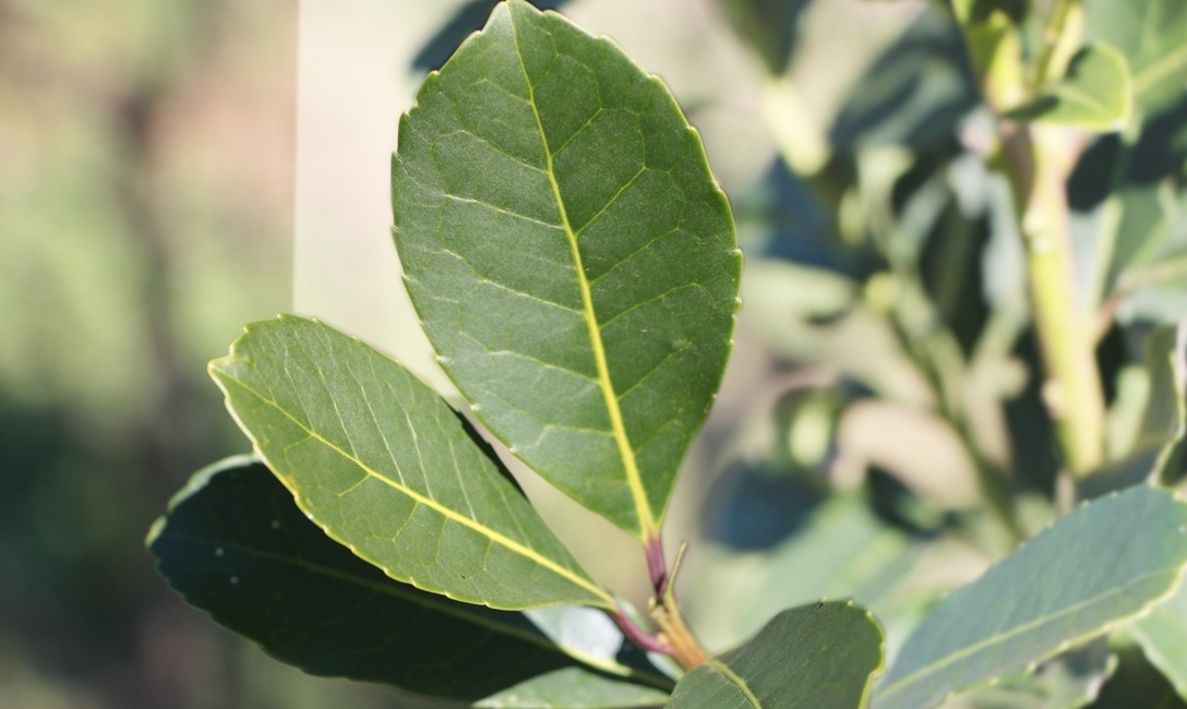 Imagen de El INYM convoc&oacute; a Sesi&oacute;n de Precios para el 15 de febrero