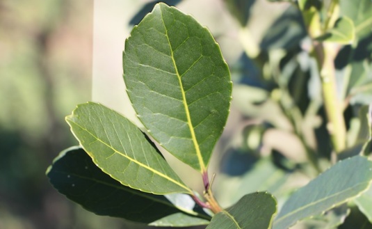 Imagen de El INYM convocó a Sesión de Precios para el 15 de febrero