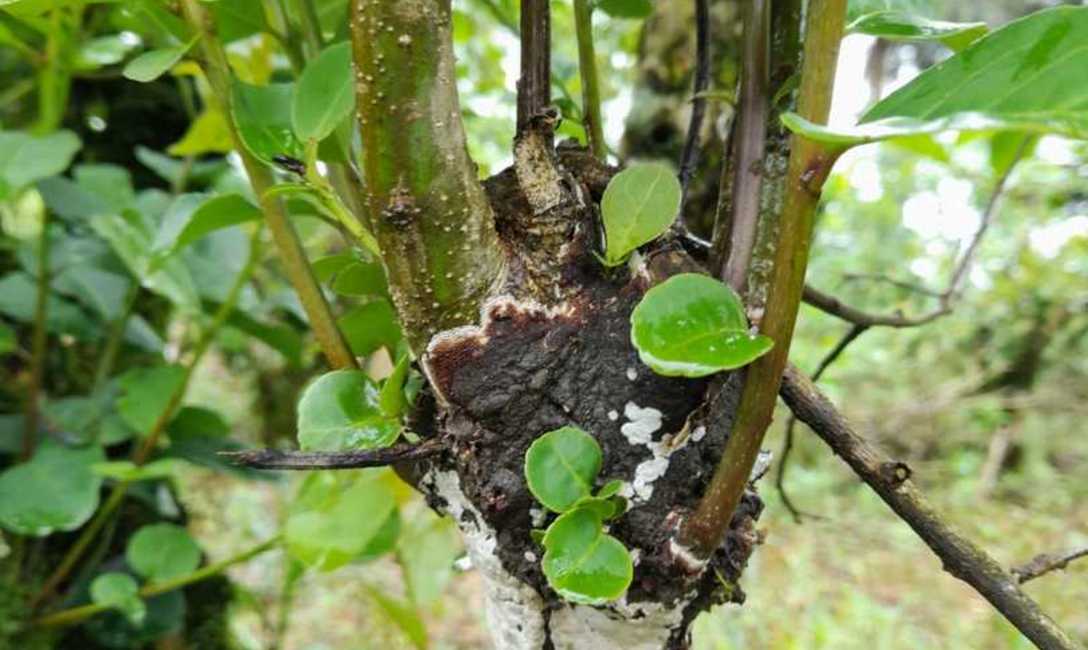 Imagen de Identifican el agente causal de agallas en yerba mate y definen medidas que pueden aplicar los productores Imagen de Identifican el agente causal de agallas en yerba mate y definen medidas que pueden aplicar los productores