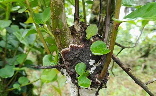 Imagen de Identifican el agente causal de agallas en yerba mate y definen medidas que pueden aplicar los productores