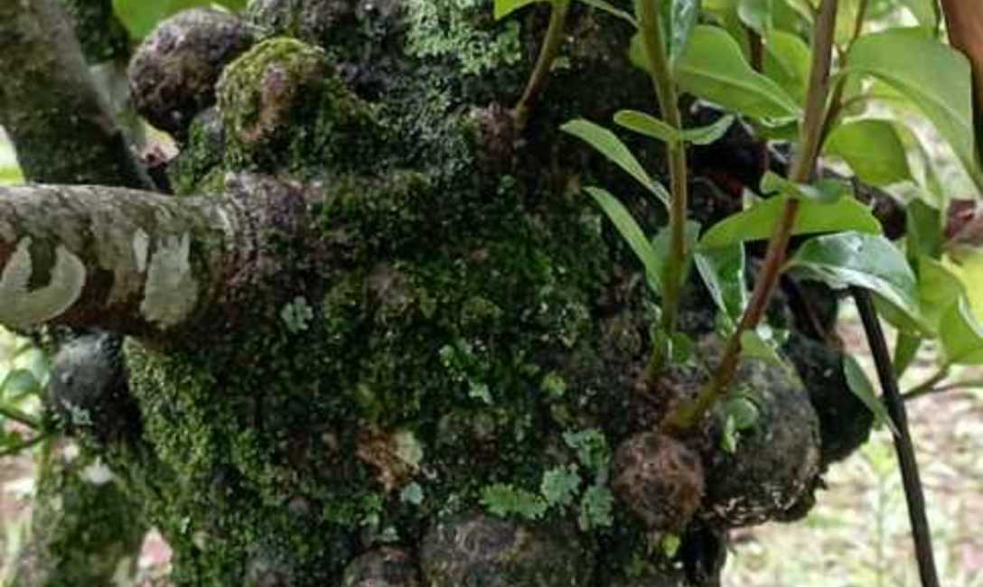 Imagen de Identifican el agente causal de agallas en yerba mate y definen medidas que pueden aplicar los productores Imagen de Identifican el agente causal de agallas en yerba mate y definen medidas que pueden aplicar los productores