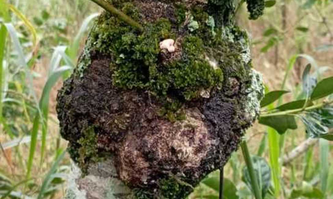 Imagen de Identifican el agente causal de agallas en yerba mate y definen medidas que pueden aplicar los productores Imagen de Identifican el agente causal de agallas en yerba mate y definen medidas que pueden aplicar los productores