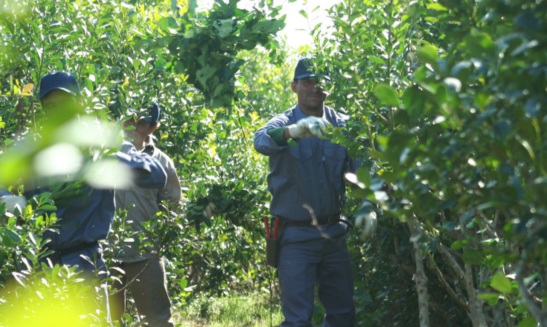 Imagen de A partir de marzo se modifican las condiciones de los productores RENAF con relación al Convenio de Corresponsabilidad Gremial. Imagen de A partir de marzo se modifican las condiciones de los productores RENAF con relación al Convenio de Corresponsabilidad Gremial.