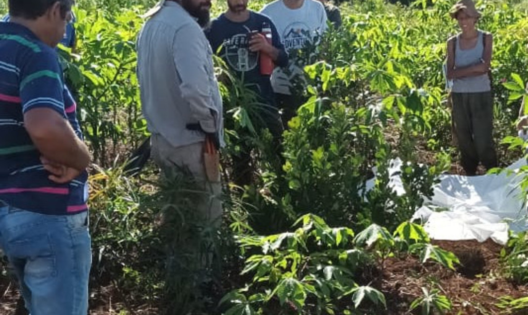 Imagen de Manejo de suelo y planta en San Pedro Imagen de Manejo de suelo y planta en San Pedro