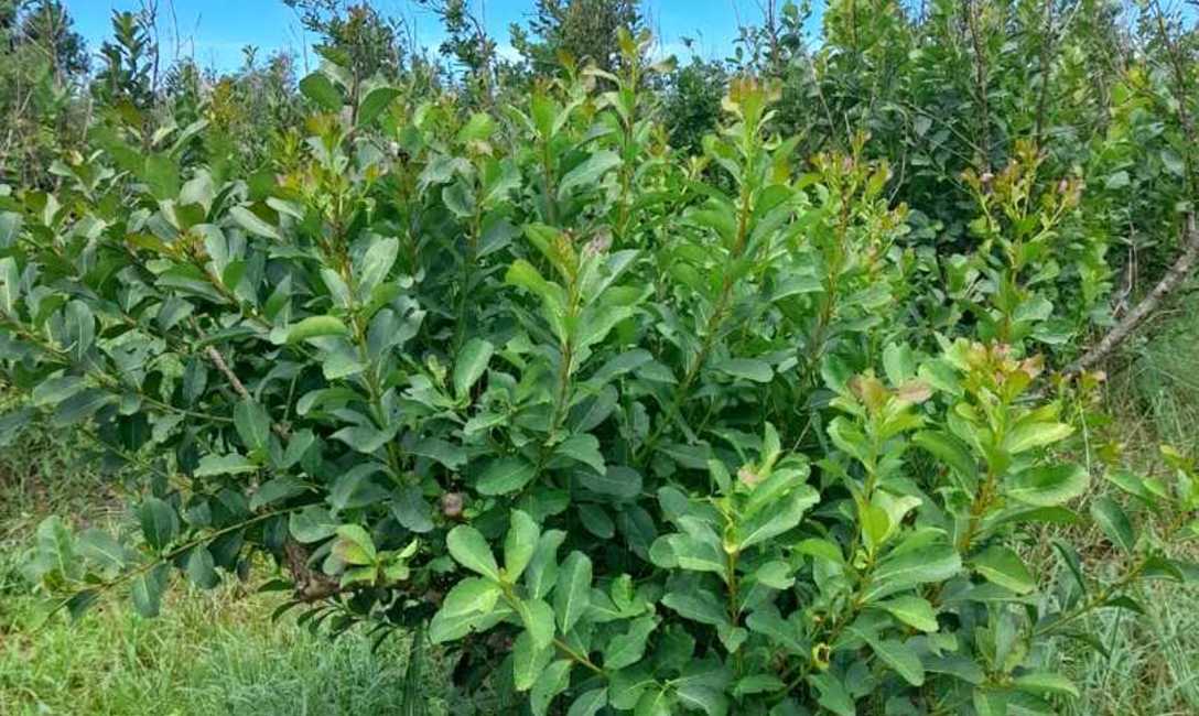Imagen de Con un manejo adecuado, los yerbales se recuperaron de los da&ntilde;os por granizo