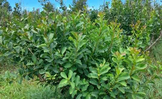 Imagen de Con un manejo adecuado, los yerbales se recuperaron de los daños por granizo