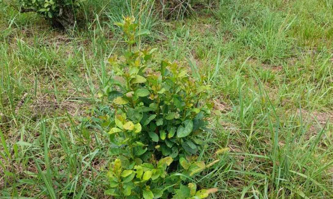 Imagen de Con un manejo adecuado, los yerbales se recuperaron de los da&ntilde;os por granizo