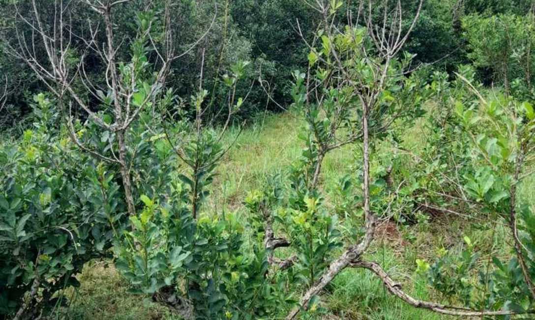 Imagen de Con un manejo adecuado, los yerbales se recuperaron de los da&ntilde;os por granizo