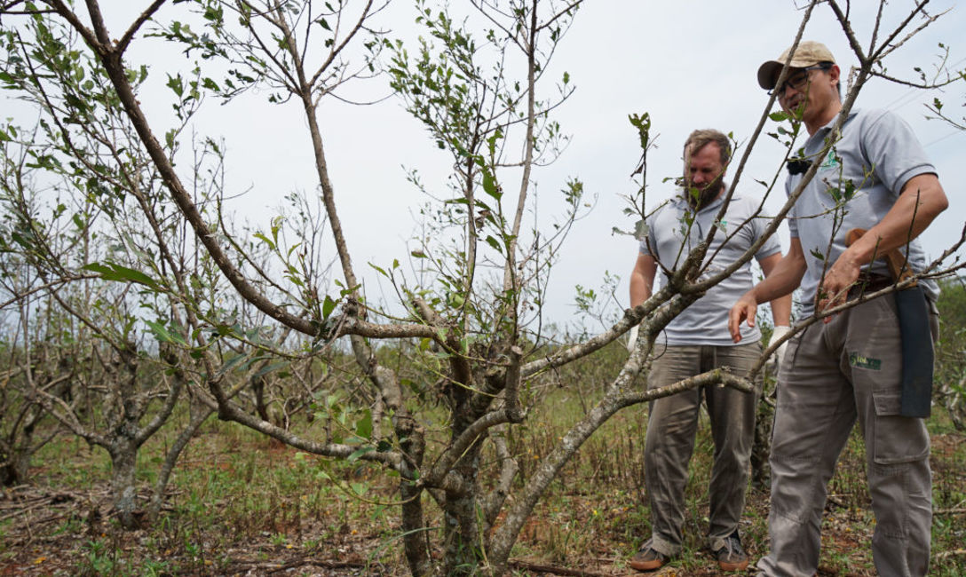 Imagen de Con un manejo adecuado, los yerbales se recuperaron de los da&ntilde;os por granizo