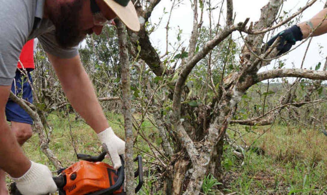 Imagen de Con un manejo adecuado, los yerbales se recuperaron de los da&ntilde;os por granizo