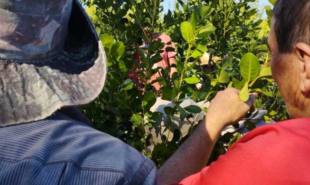 Imagen de Jornada de cosecha en Tobuna Imagen de Jornada de cosecha en Tobuna