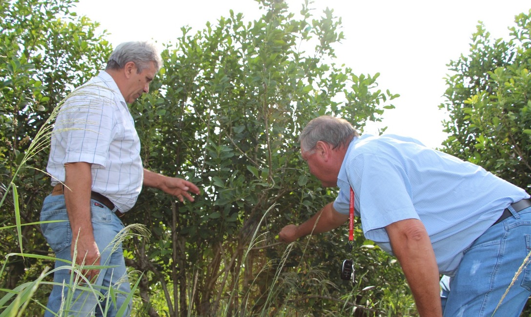 Imagen de Jornada de integración de la Federación Internacional de Productores con recorrido por plantaciones, secadero y molino Imagen de Jornada de integración de la Federación Internacional de Productores con recorrido por plantaciones, secadero y molino