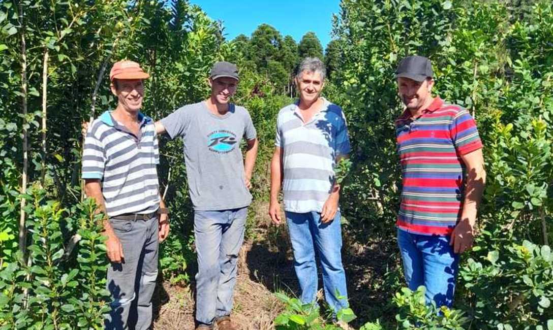 Imagen de Buenos resultados con la limpieza de ramas en yerbales de El Alcázar Imagen de Buenos resultados con la limpieza de ramas en yerbales de El Alcázar
