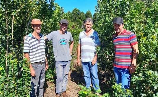 Imagen de Buenos resultados con la limpieza de ramas en yerbales de El Alcázar