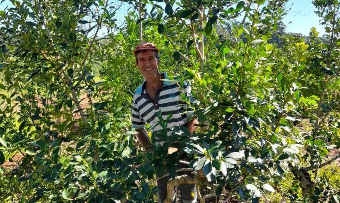Imagen de Buenos resultados con la limpieza de ramas en yerbales de El Alcázar Imagen de Buenos resultados con la limpieza de ramas en yerbales de El Alcázar