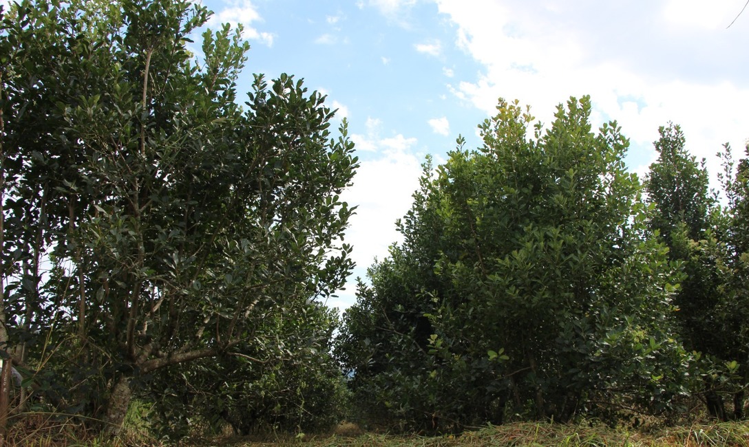 Imagen de Luis Díaz Espeche, de San Pedro, es el Productor Yerbatero 2023 Imagen de Luis Díaz Espeche, de San Pedro, es el Productor Yerbatero 2023