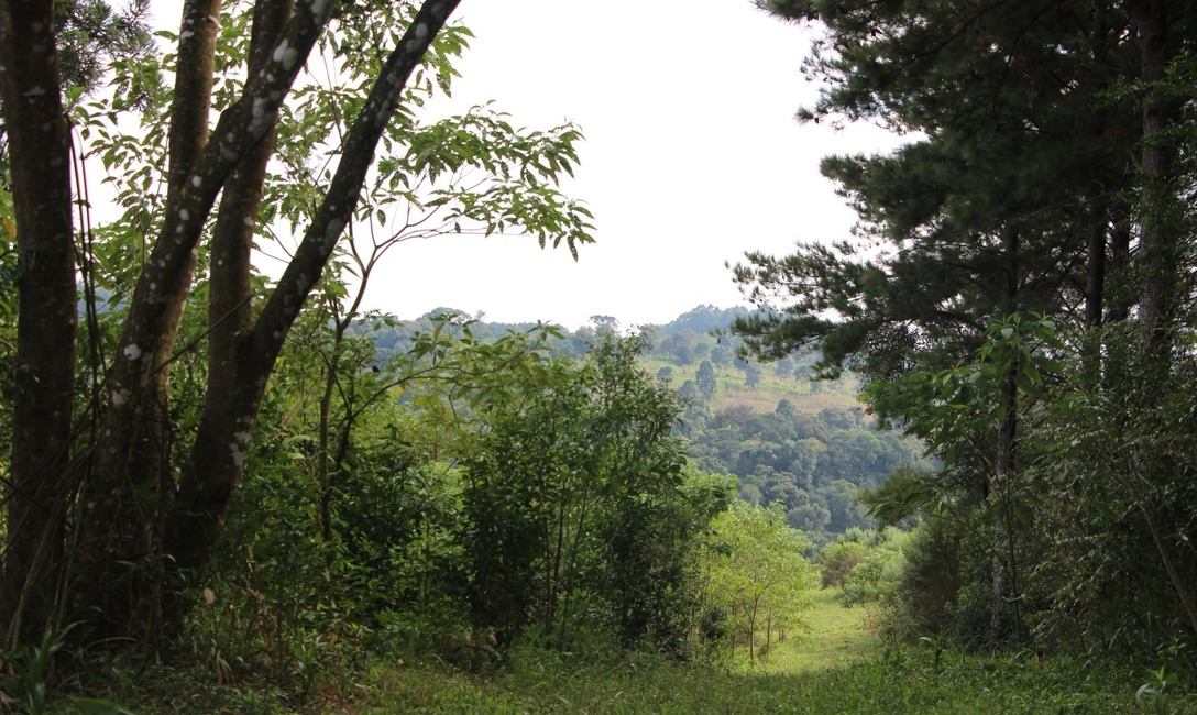 Imagen de Luis Díaz Espeche, de San Pedro, es el Productor Yerbatero 2023 Imagen de Luis Díaz Espeche, de San Pedro, es el Productor Yerbatero 2023