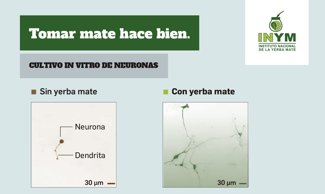 Imagen de Validado por la ciencia, el mate es un aliado contra el Parkinson y ya se estudian más de sus propiedades benéficas para la salud Imagen de Validado por la ciencia, el mate es un aliado contra el Parkinson y ya se estudian más de sus propiedades benéficas para la salud