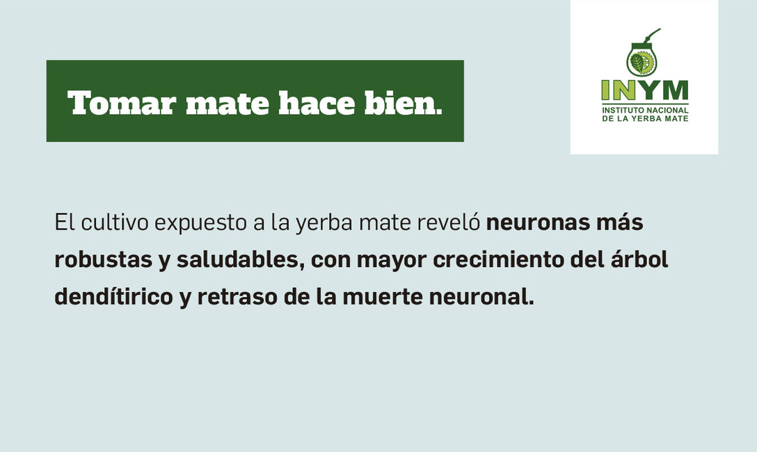 Imagen de Validado por la ciencia, el mate es un aliado contra el Parkinson y ya se estudian más de sus propiedades benéficas para la salud Imagen de Validado por la ciencia, el mate es un aliado contra el Parkinson y ya se estudian más de sus propiedades benéficas para la salud