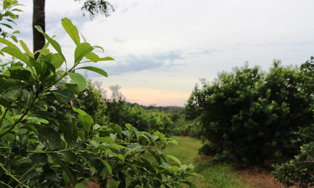 Imagen de La Yerba Mate Argentina en la pantalla de la tv argentina y latinoamericana Imagen de La Yerba Mate Argentina en la pantalla de la tv argentina y latinoamericana