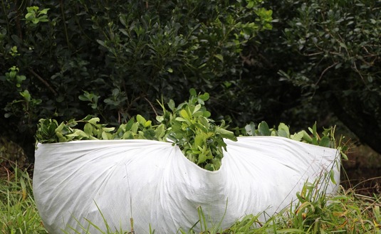 Imagen de El INYM pidió a la Secretaría de Bioeconomía definiciones respecto a los precios de la materia prima