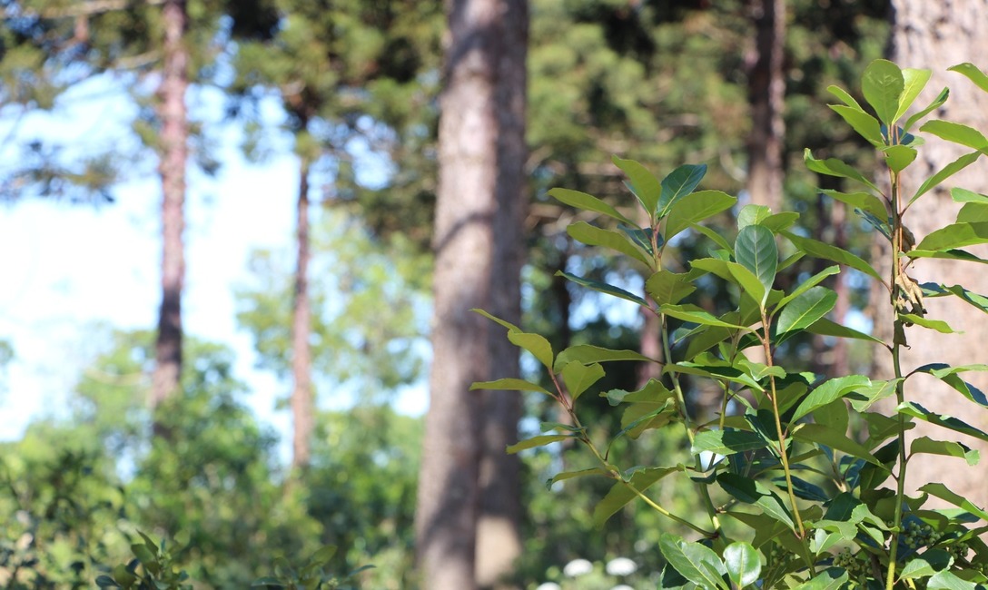 Imagen de Hay casi 30 mil hectáreas de cobertura arbórea en yerba mate: un aporte a la conectividad de la Selva Paranaense y al posicionamiento del producto en el mercado Imagen de Hay casi 30 mil hectáreas de cobertura arbórea en yerba mate: un aporte a la conectividad de la Selva Paranaense y al posicionamiento del producto en el mercado