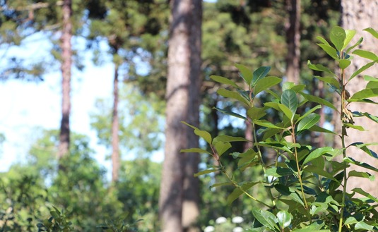 Imagen de Hay casi 30 mil hectáreas de cobertura arbórea en yerba mate: un aporte a la conectividad de la Selva Paranaense y al posicionamiento del producto en el mercado