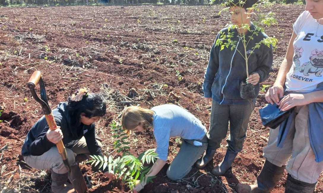 Imagen de Hay casi 30 mil hectáreas de cobertura arbórea en yerba mate: un aporte a la conectividad de la Selva Paranaense y al posicionamiento del producto en el mercado Imagen de Hay casi 30 mil hectáreas de cobertura arbórea en yerba mate: un aporte a la conectividad de la Selva Paranaense y al posicionamiento del producto en el mercado