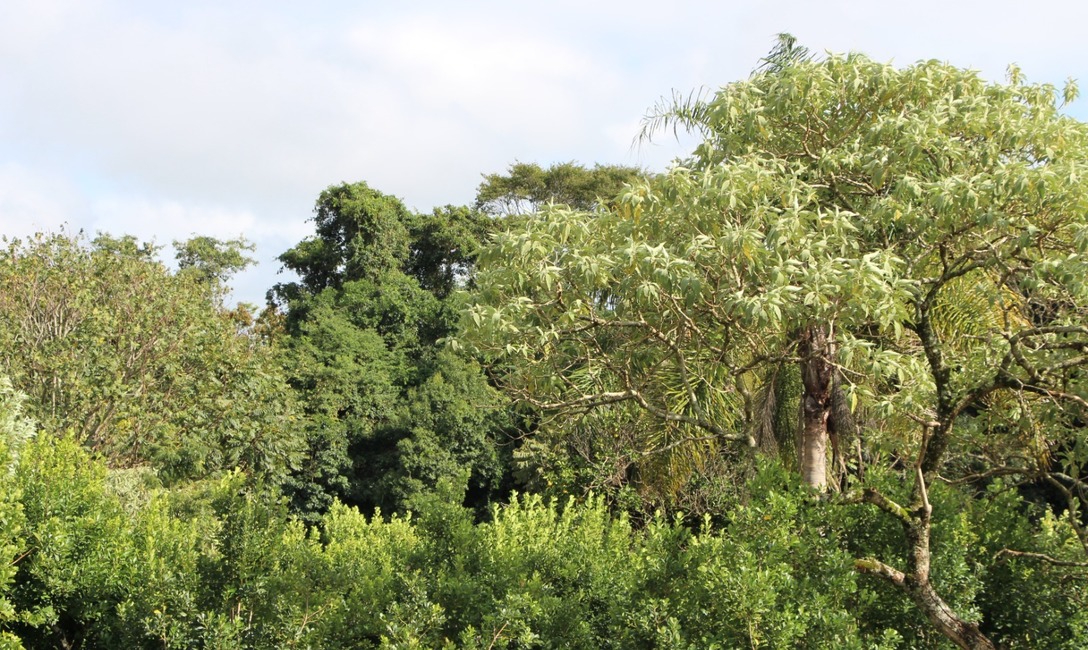 Imagen de Hay casi 30 mil hectáreas de cobertura arbórea en yerba mate: un aporte a la conectividad de la Selva Paranaense y al posicionamiento del producto en el mercado Imagen de Hay casi 30 mil hectáreas de cobertura arbórea en yerba mate: un aporte a la conectividad de la Selva Paranaense y al posicionamiento del producto en el mercado